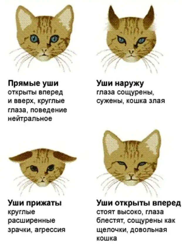 Какой нос должен быть у здоровой кошки и как определить, что животное заболело?