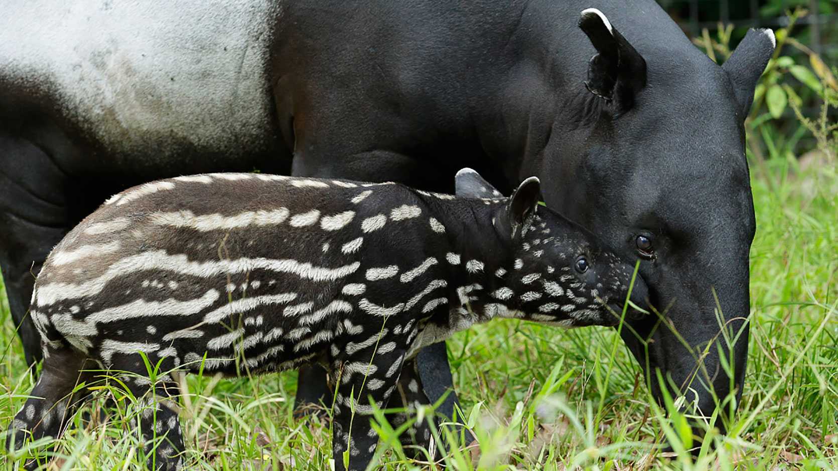 Тапир животное. описание, особенности, виды, образ жизни и среда обитания тапира