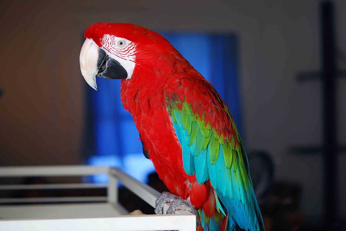 Какие попугаи самые умные и сообразительные в мире