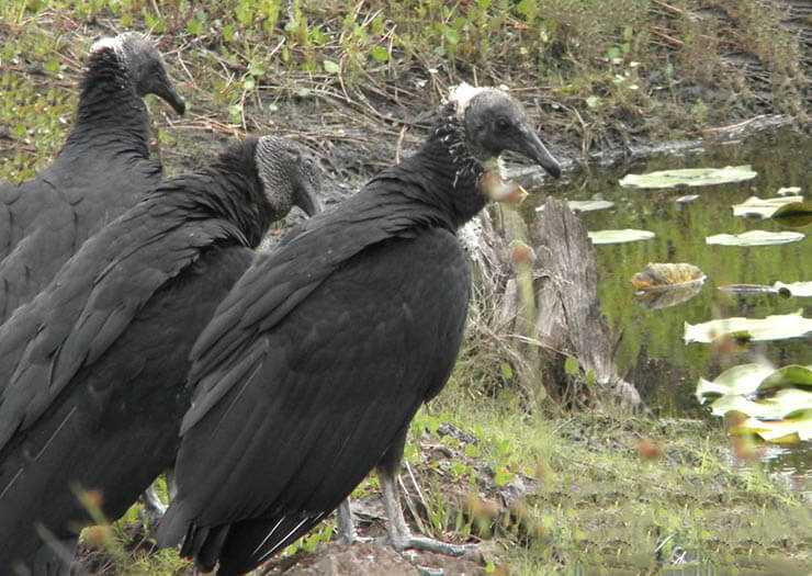 Американская чёрная катарта - американский черный гриф / american black vulture / лат. coragyps atratus - дикий мир - животные