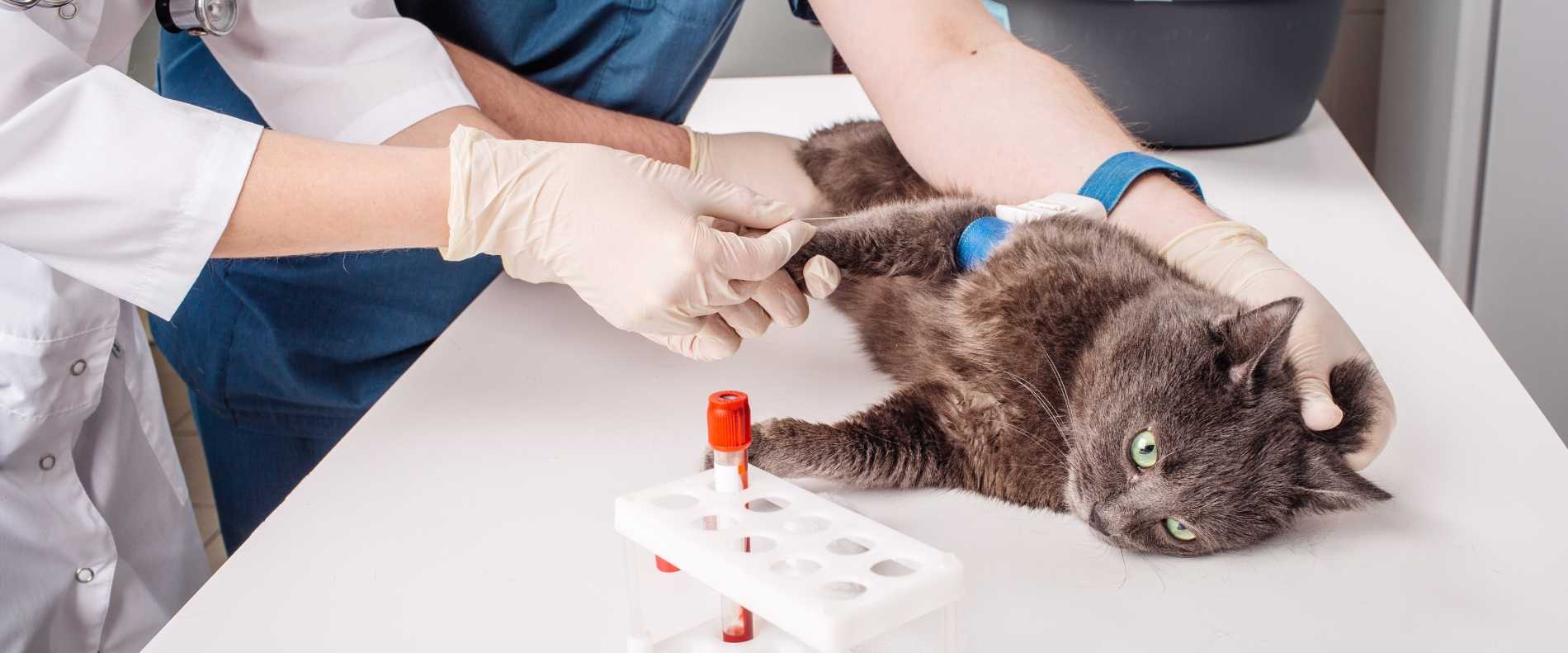 Триадит у котов. лимфоцитарный холангит у кошек: иммуноопосредованный или неопластический процесс? холецистит у кошек