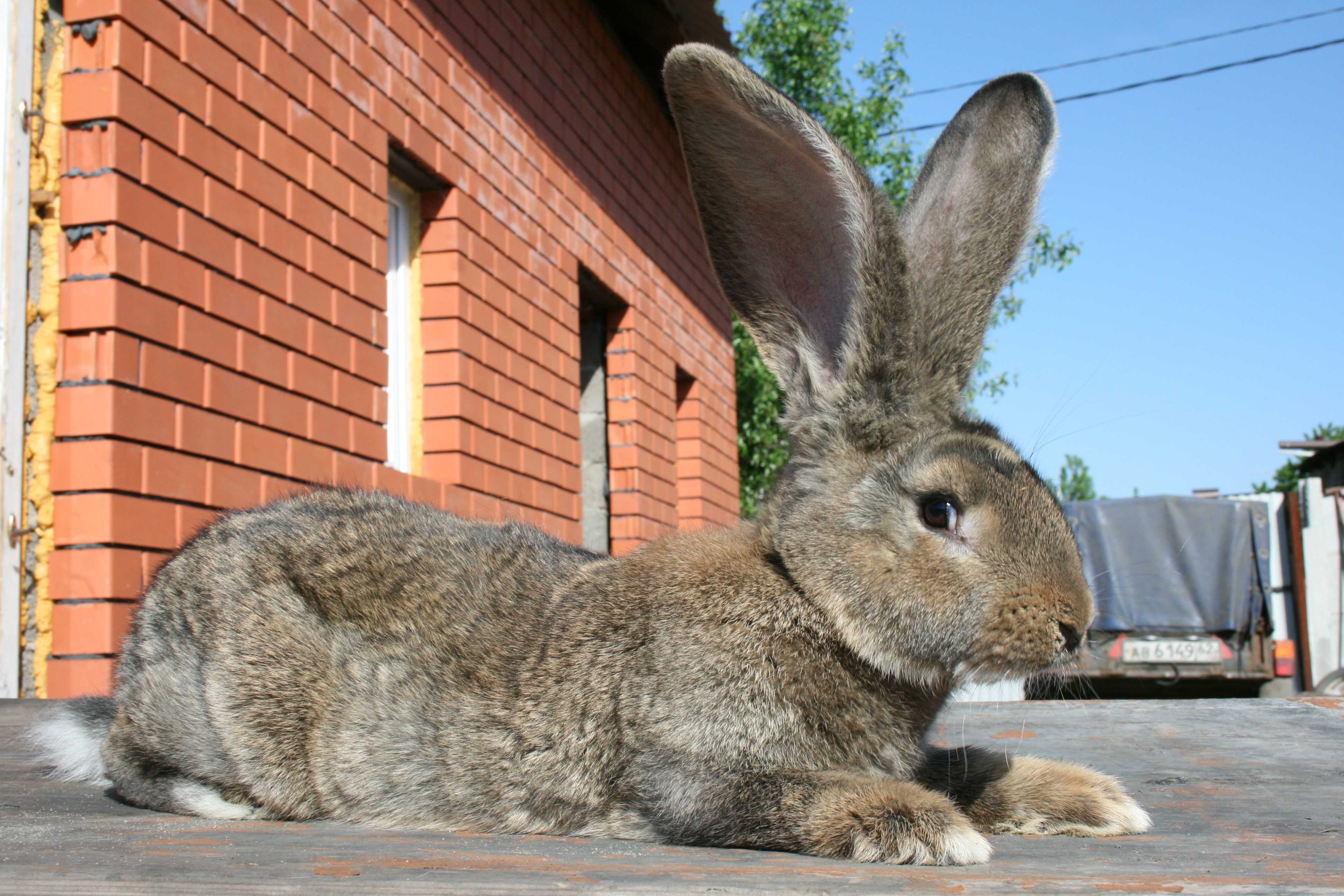 Кролики великаны: породы, особенности содержания и разведения, покупка и кормление