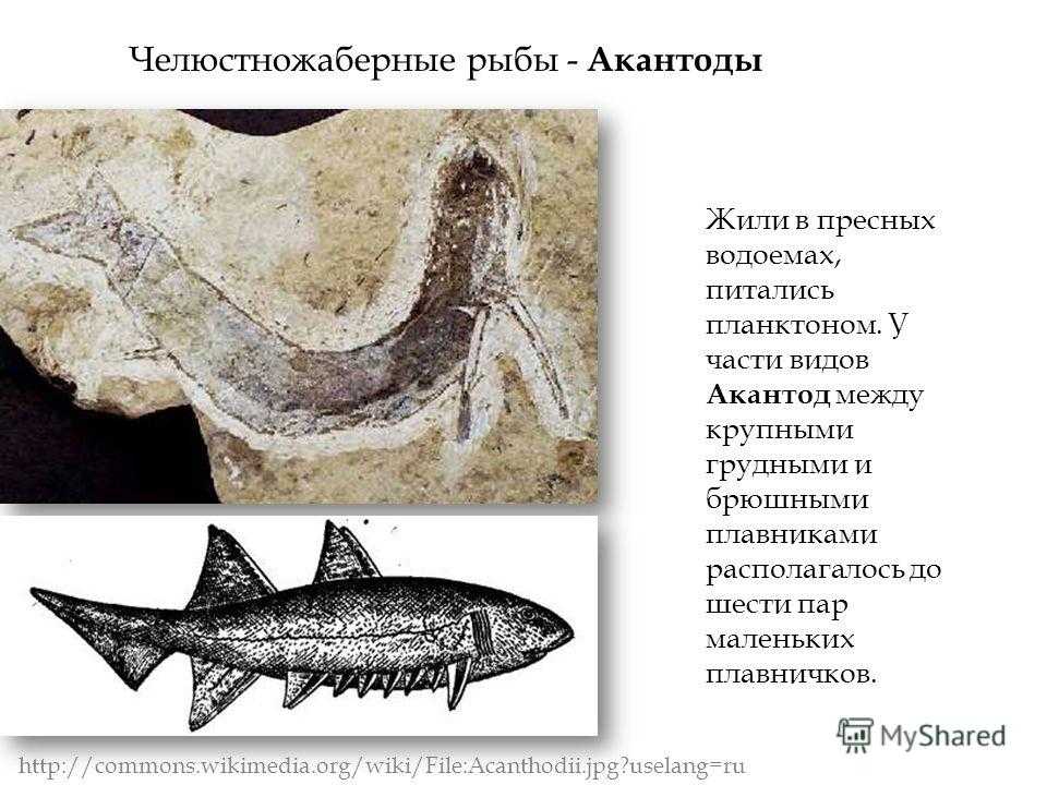 Amphiumidae калябина валерия, бб12-04б - презентация
