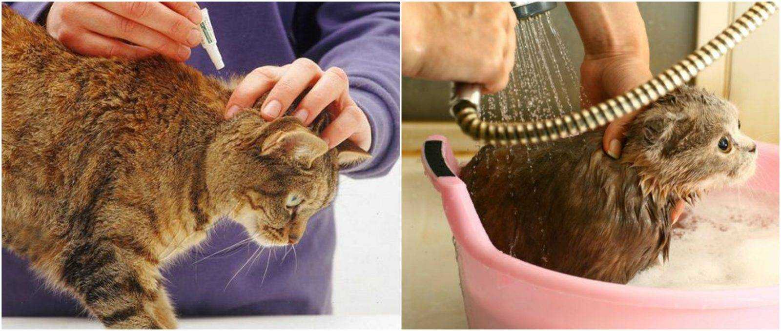 Лучшие капли от блох для кошек