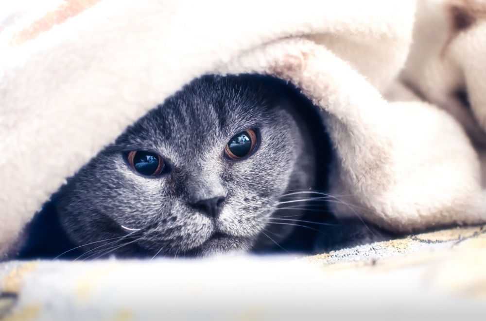 Почему кошка прячется и спит под кроватью – 4 причины