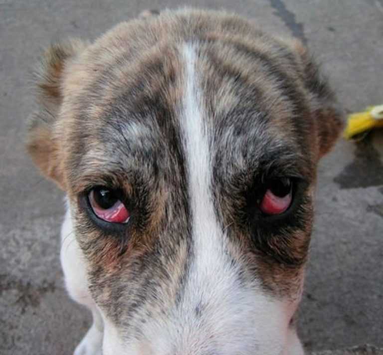 Конъюнктивит у собак – лечение воспаления глаза