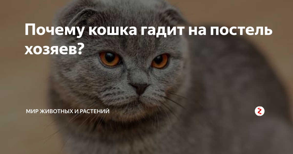 Кошка гадит на кровать, почему, что делать, как отучить