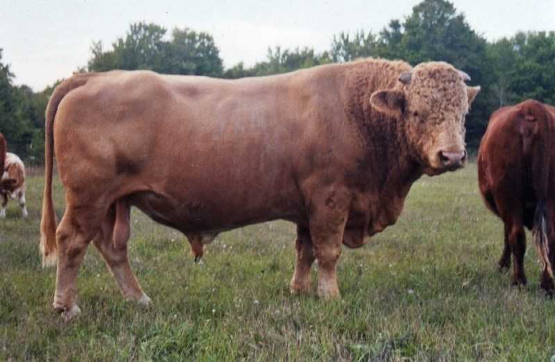 Быки: как определить живой вес коровы без весов и по таблице