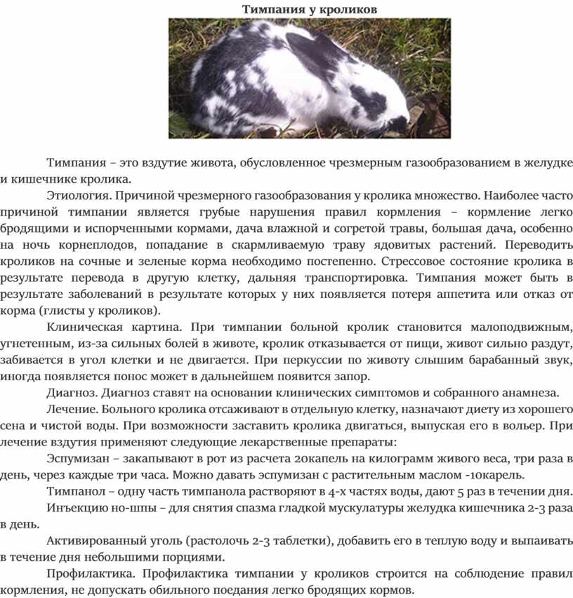 Почему дохнут кролики: причины, как понять что умирает?