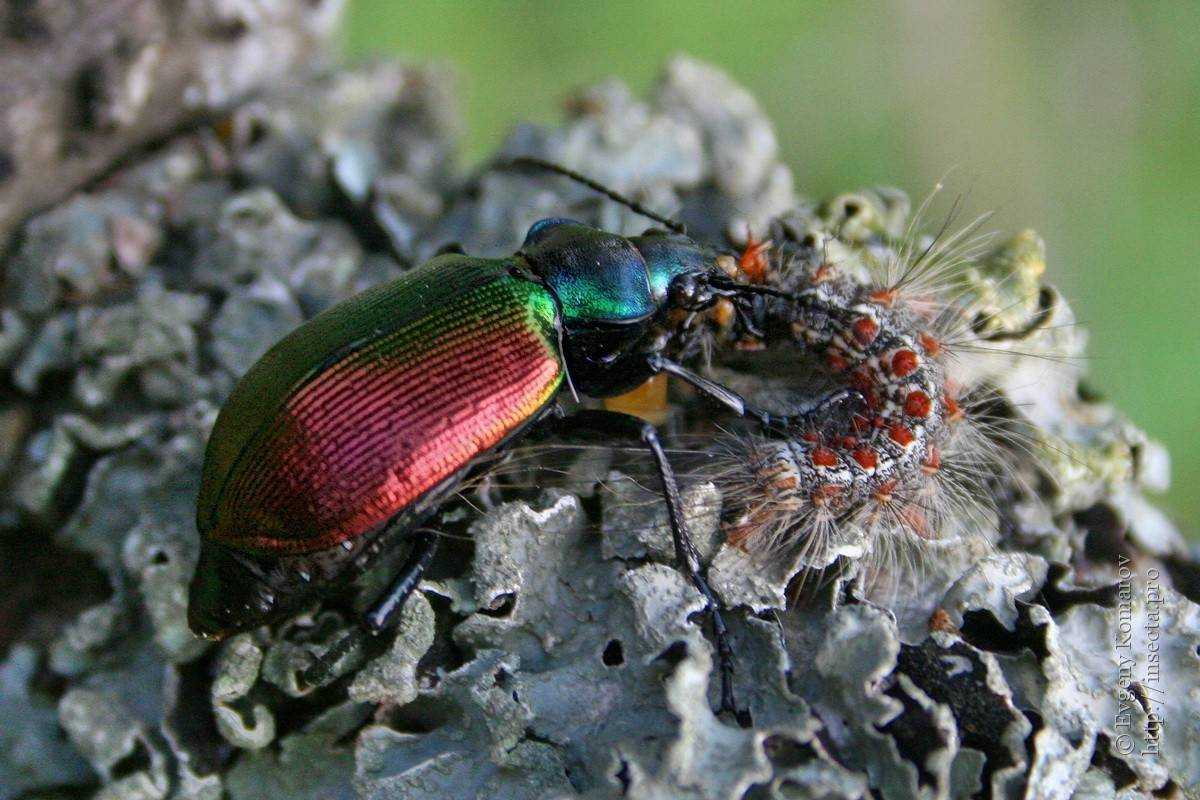 Красотел сетчатый: образ жизни редкого вида, условия сохранения численности насекомых