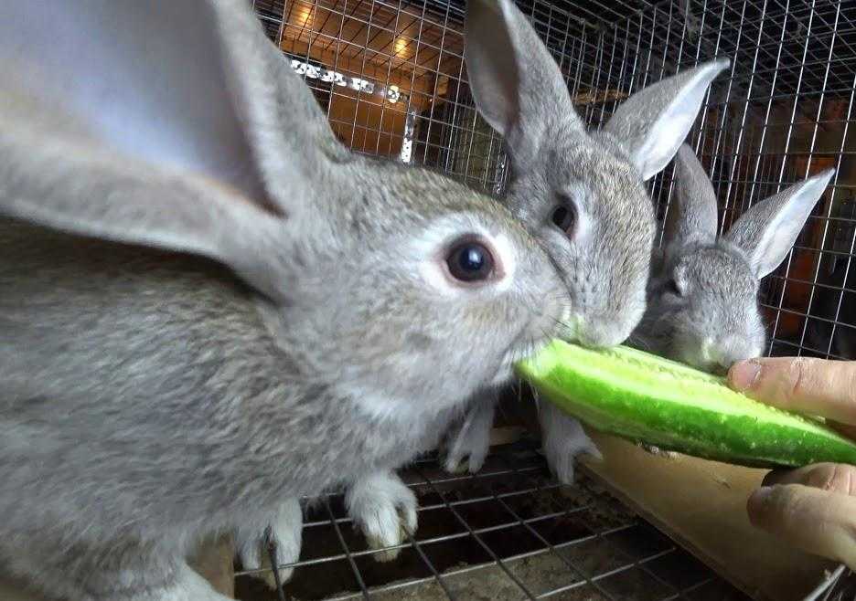 Можно ли давать кроликам свежие и сушеные яблоки?