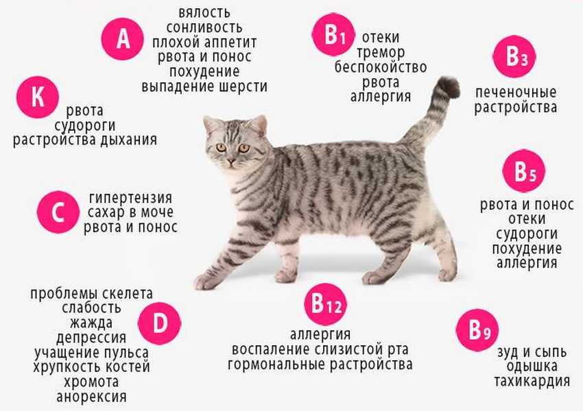 Кота рвет после еды непереваренной пищей: возможные причины и лечение