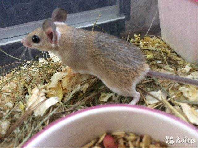 Иглистая мышь (Acomys cahirinus является грызуном из семейства мышиных, подотряда деоминовых Нередко этих зверьков называют