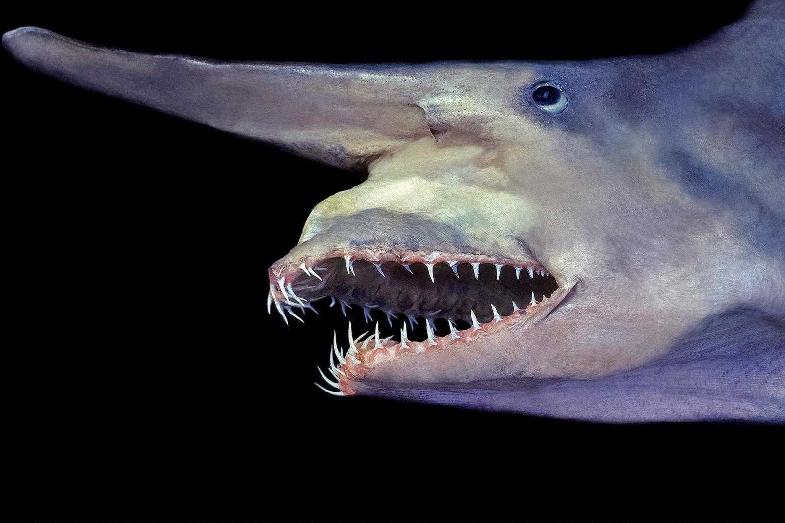 Акула-гоблин представляет отряд ламнообразных акул класса хрящевых рыб Семейство, куда входит эта рыба, называется скапаноринховые, род – акулы-домовые