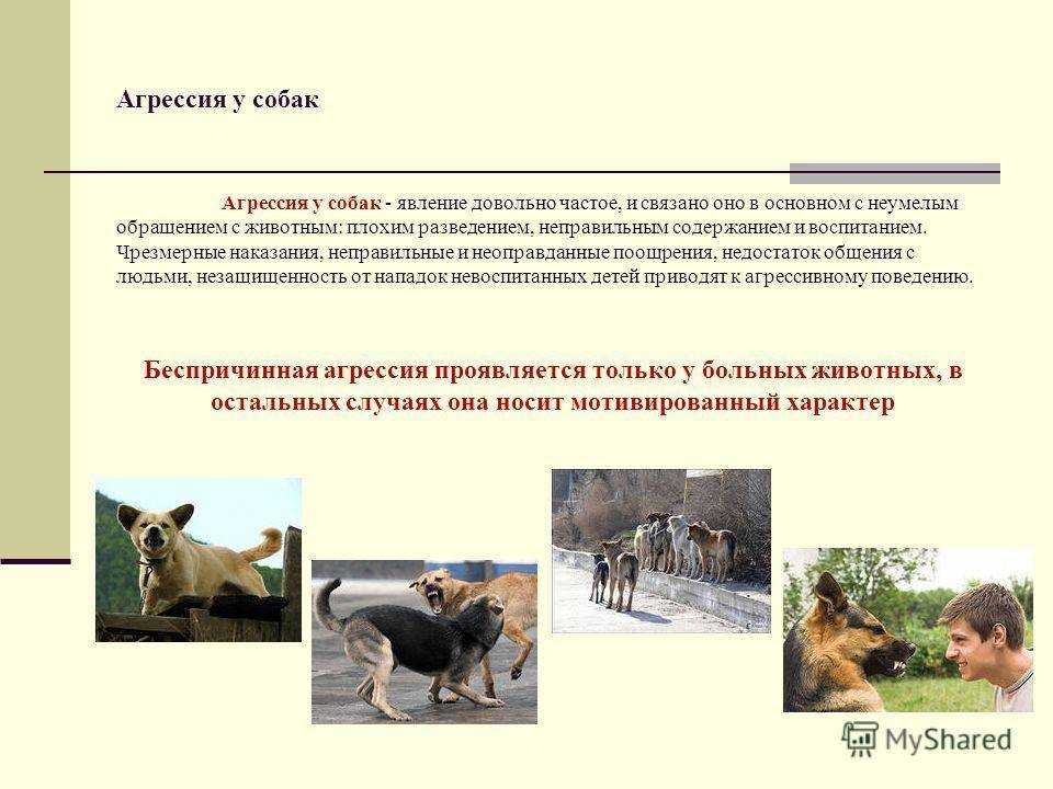 Собака — социальный партнер человека: как выстраивать доверительные и уважительные отношения с собакой | блог фонда «нужна помощь»