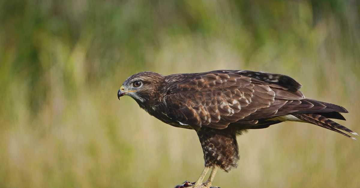 Курганник  (buteo rufinus). птицы сибири.