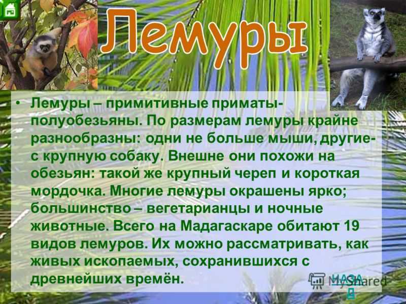 Лемуры мадагаскара – кто это? интересные факты о лемурах