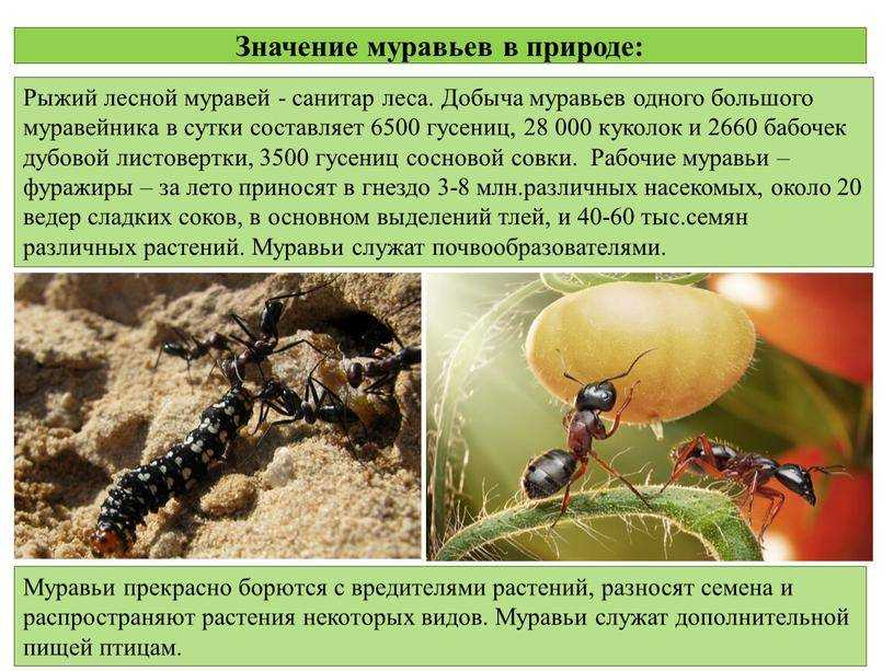 Муравей насекомое. описание, особенности, виды, образ жизни и среда обитания муравья | живность.ру