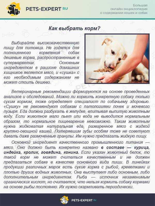 Можно ли кормить собаку кошачьим кормом