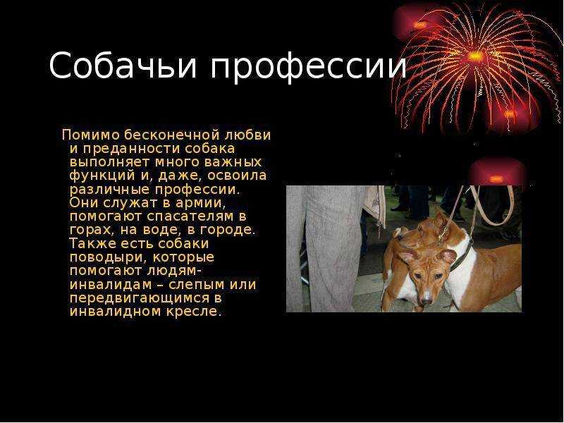 Как человек одомашнил собаку: история теорий — нож