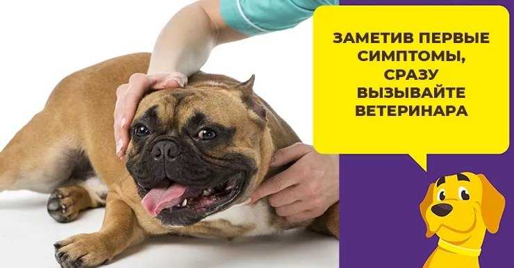 Парвовирусный энтерит у собак: симптомы. диагностика. лечение