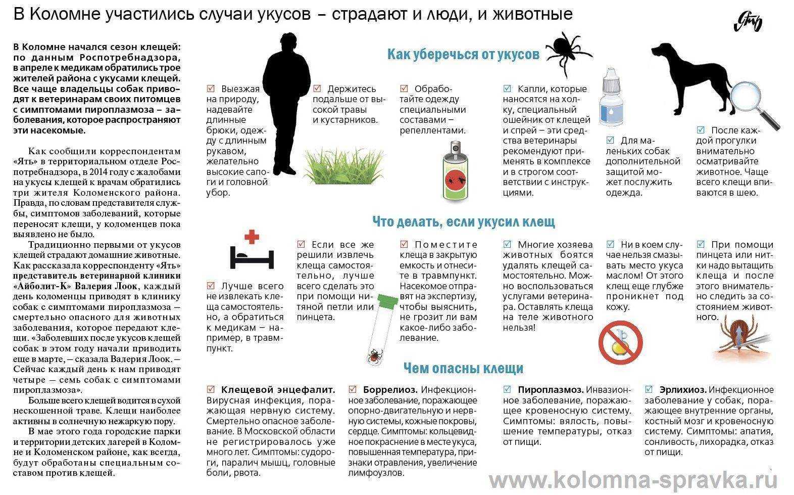 Фип у кошек: как лечить и профилактировать недуг